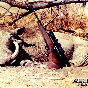 Hunting Warthog (14 in - 36 cm)