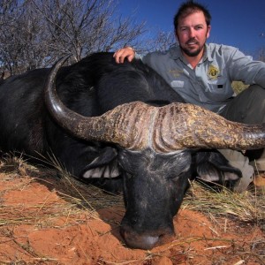 Big Buffalo hunted in Namibia on the Waterberg Plateau