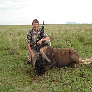 Black Wildebeest