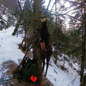 Hunting Chamois Slovenia