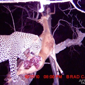 Leopard on trailcam