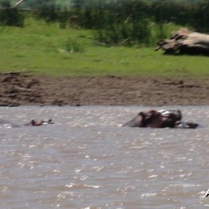 Hippos South Africa