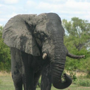 Elephant in in the Caprivi Namibia