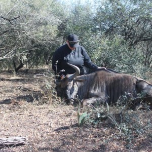 Bowhunting Wildebeest South Africa