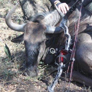 Bowhunting Wildebeest South Africa