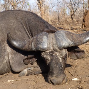 Cape buffalo hunt Tanzania