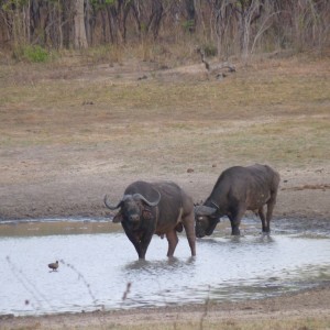 Cape Buffalo hunting in Tanzania