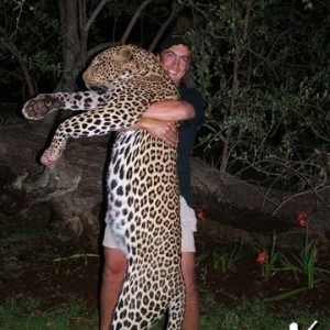 leopard taken in limpopo province. shot over bait just before sun set