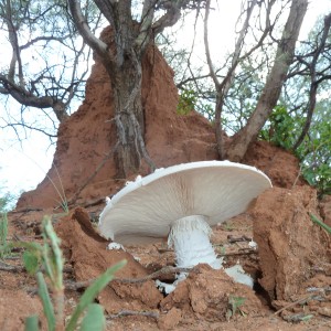 Omajowa termite hill mushrooms Namibia