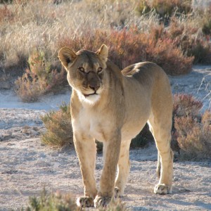 Lioness Etosha Namibia