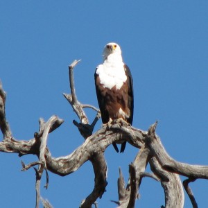 Fishing Eagle Chobe