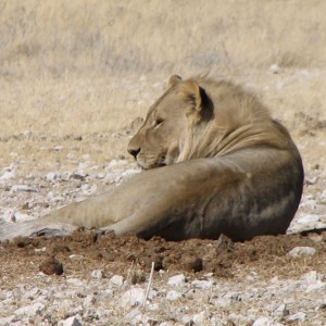 Lion Etosha Namibia