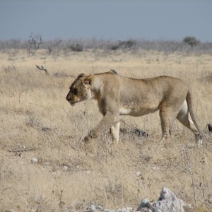 Lioness Etosha Namibia