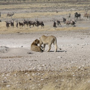 Lion Etosha Namibia