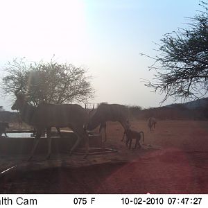 Trail Cam Namibia