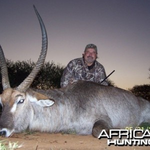 Waterbuck Bull