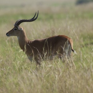 Hunting Kob in Uganda