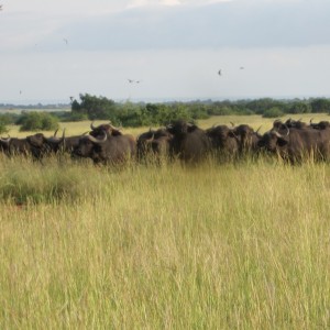 Hunting Nile Buffalo Uganda