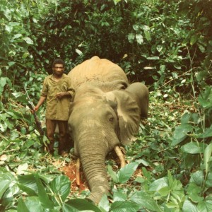Elephant and Pigmy after a charge in the forest of Cameroon