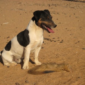 Hunting Red Mangoose in Namibia