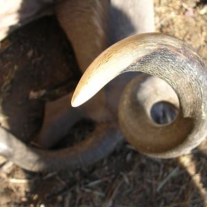 Top view of a Kudu horn