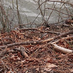 Eastern diamondback rattler Snake down at the river