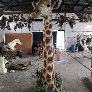Giraffe floor Pedestal with habitat Taxidermy