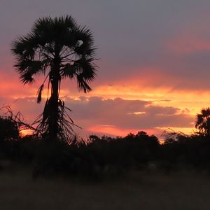 Sunset with palms