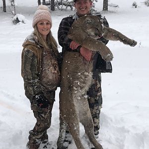 Arizona USA Hunt Mountain Lion