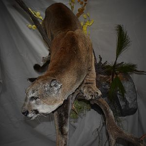 Mountain Lion Full Mount Taxidermy