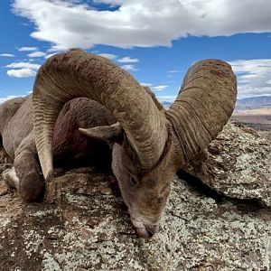 Argentina Hunting Desert Bighorn Sheep