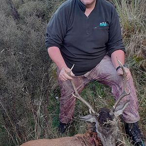 New Zealand Hunting Red Stag