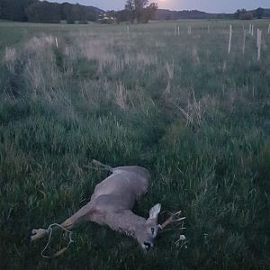 Roe Deer Hunting Germany