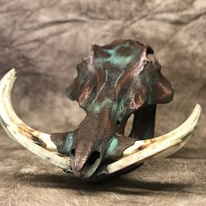 Copper Warthog Skull Taxidermy