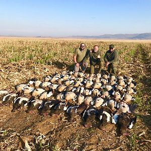 Wild Geese shooting South Africa