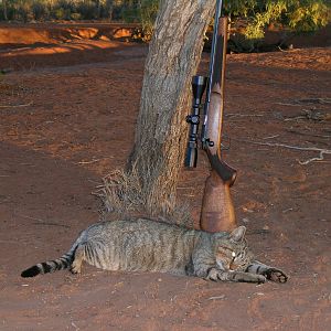 Hunting Feral Cat in Australia