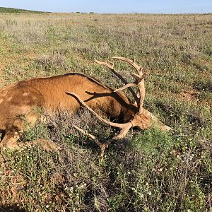 Pierre David Deer Texas USA