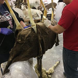 Desert Bighorn Sheep Process Photos