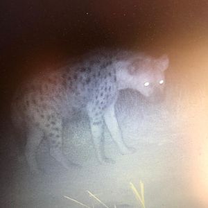 Spotted Hyena Trail Cam Pictures South Africa