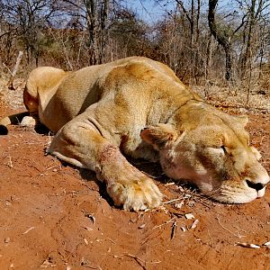 Lioness Hunting South Africa