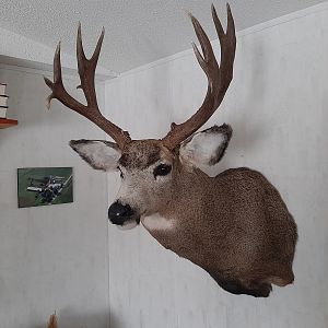 White-tailed Deer Shoulder Mount Taxidermy