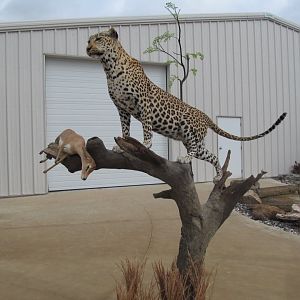 Leopard Full Mount Taxidermy