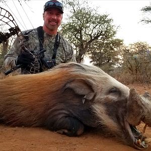 Bow Hunt Bushpig in South Africa