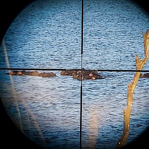 View through scope of Ruger No 1 in 375 H&H on 2018 Hippopotamus hunt