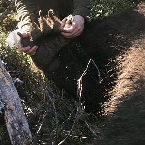 Brown Bear Hunt Alaska USA