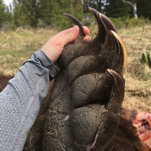 Alaska USA Hunting Brown Bear