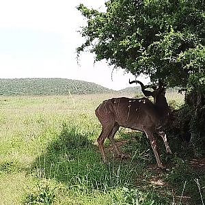 Hunting in South Africa