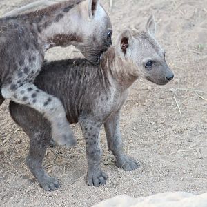 Spotted Hyena on Photo Safari South Africa