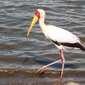 Yellow-billed Stork on Photo Safari South Africa