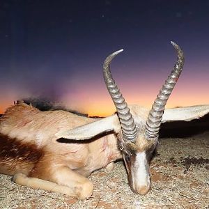 Hunt Copper Springbok in South Africa